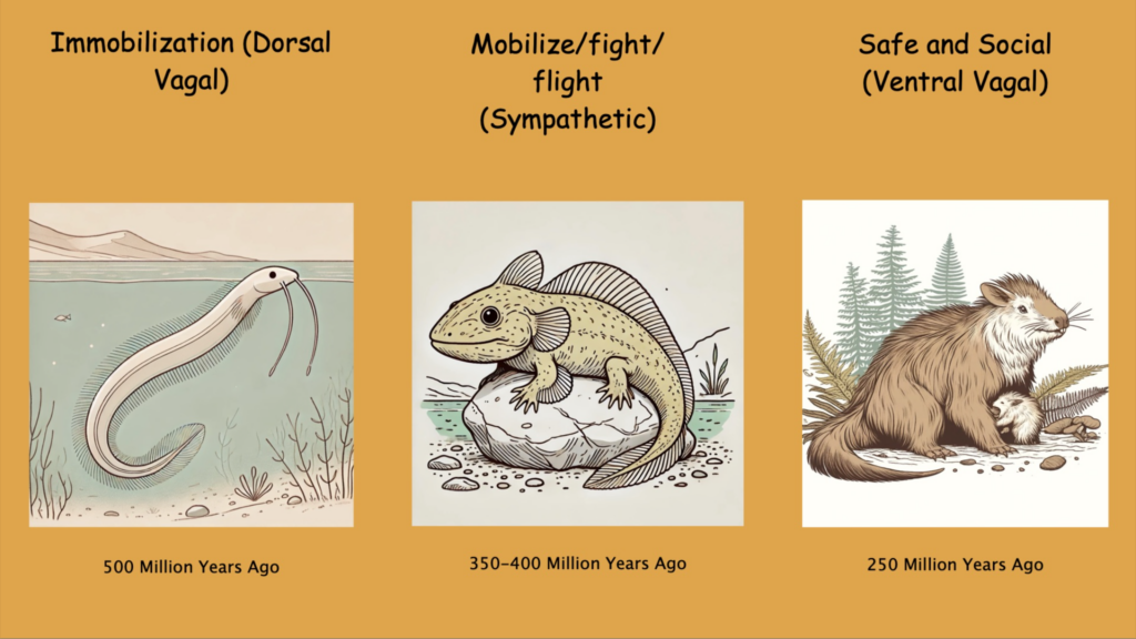 A visual representation of how Polyvagal Theory evolved over time to meet changing survival needs.