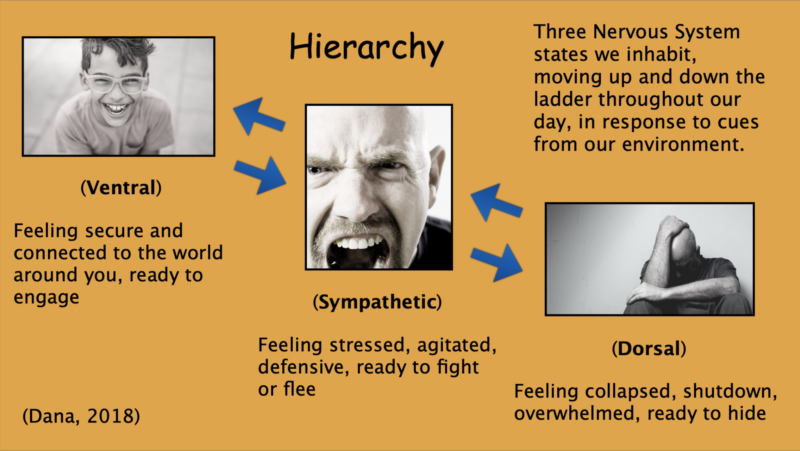 A simple map of the nervous system hierarchy guiding how we meet and teach the body. Polyvagal Theory, the concept of hierarchy describes how the nervous system organizes experience through three primary states.
